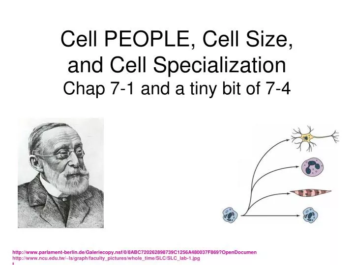 cell people cell size and cell specialization chap 7 1 and a tiny bit of 7 4