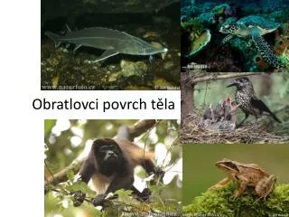 obratlovci povrch t la