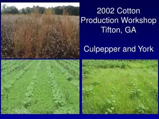2002 Cotton Production Workshop Tifton, GA Culpepper and York