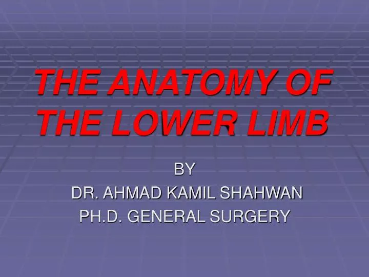 the anatomy of the lower limb