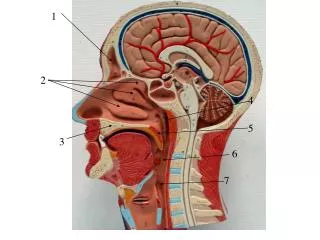 Frontal sinus