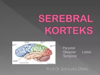 serebral korteks