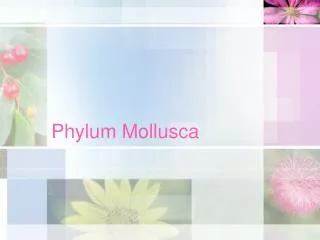 Phylum Mollusca