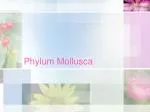 Phylum Mollusca - slide 1