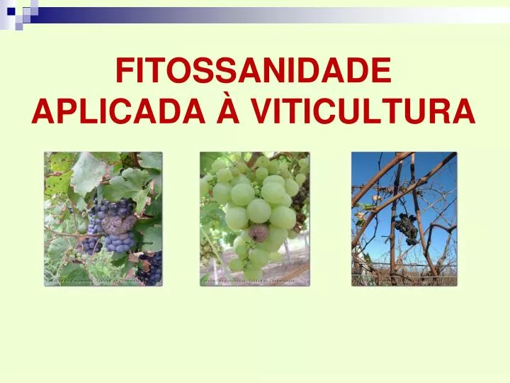 fitossanidade aplicada viticultura