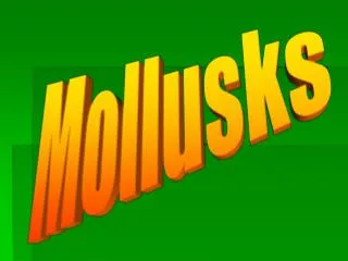 Mollusks