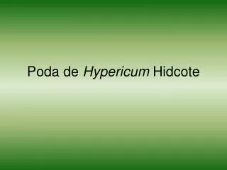 poda de hypericum hidcote
