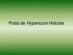 Poda de Hypericum Hidcote - slide 1