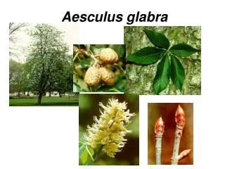  Aesculus glabra