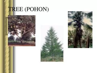 tree pohon