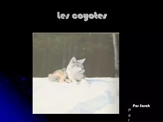 les coyotes