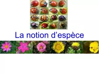 la notion d esp ce