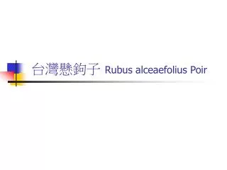 rubus alceaefolius poir