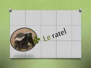 le ratel