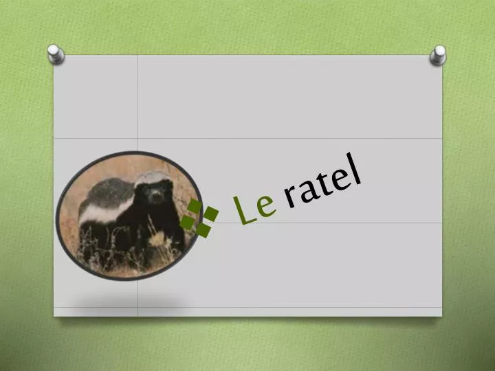 le ratel