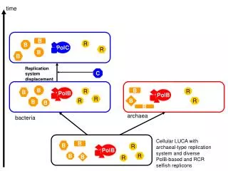 Cellular LUCA with archaeal-type replication system and diverse PolB-based and RCR