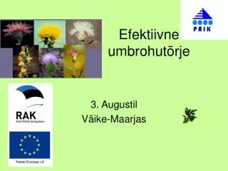 efektiivne umbrohut rje