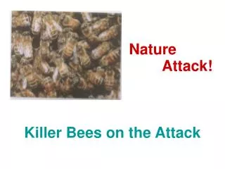 Killer Bees on the Attack