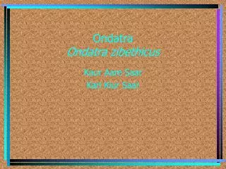 ondatra ondatra zibethicus