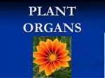 PLANT ORGANS - slide 1