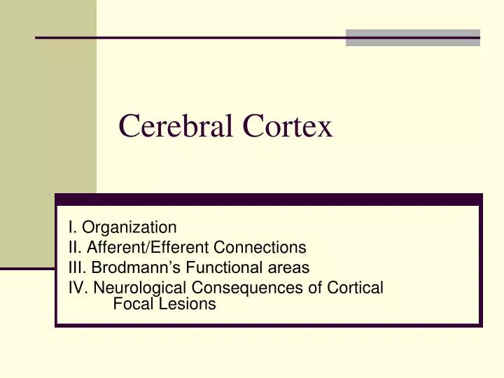 cerebral cortex