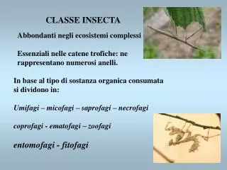 classe insecta