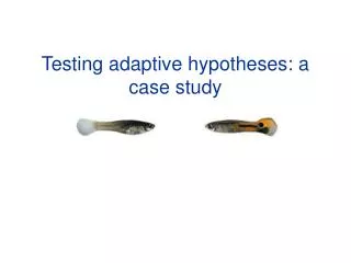 Testing adaptive hypotheses: a case study