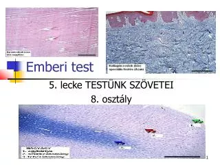 5 lecke test nk sz vetei 8 oszt ly