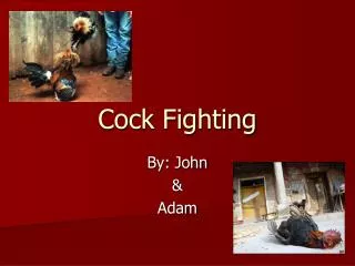 Cock Fighting