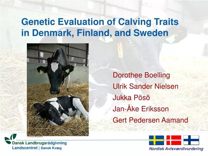 genetic evaluation of calving traits in denmark finland and sweden