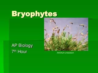 Bryophytes