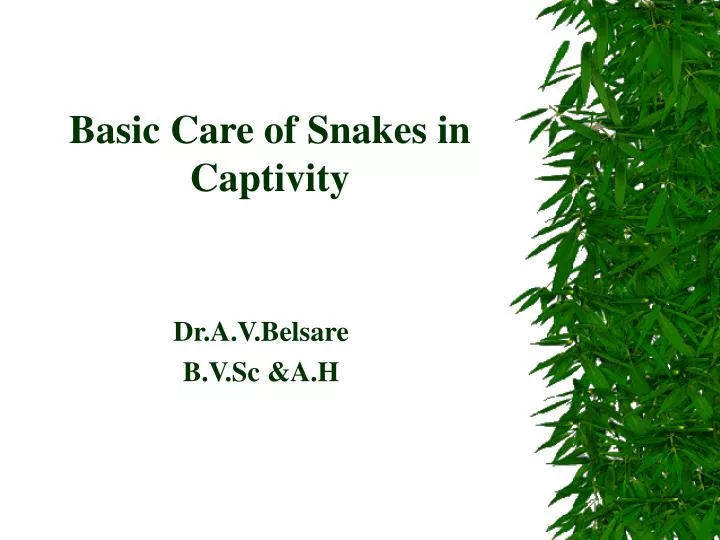 basic care of snakes in captivity