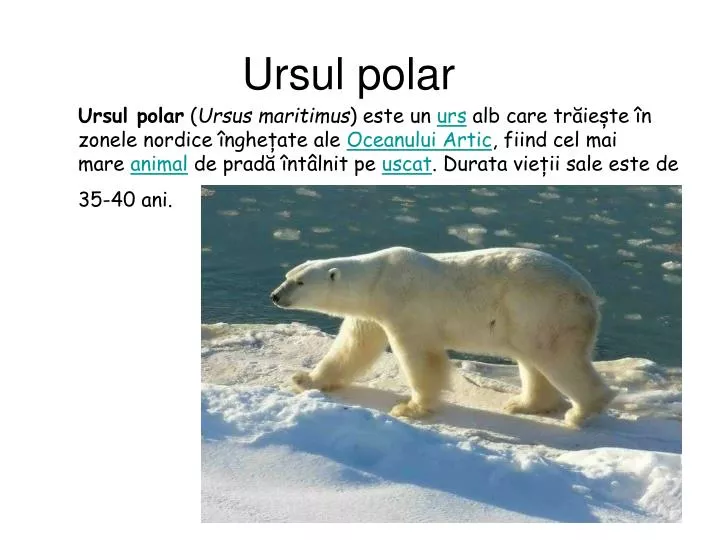 ursul polar