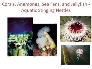 Corals, Anemones, Sea Fans, and Jellyfish - Aquatic Stinging Nettles