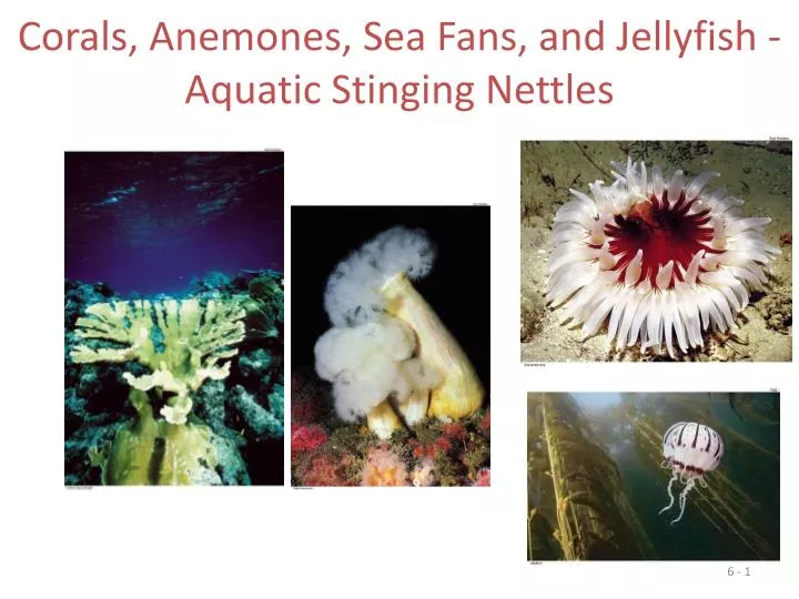 corals anemones sea fans and jellyfish aquatic stinging nettles