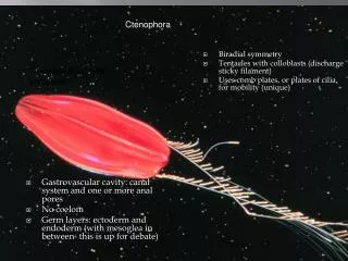 Ctenophora