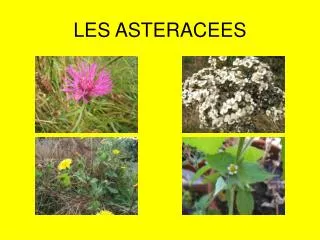 les asteracees
