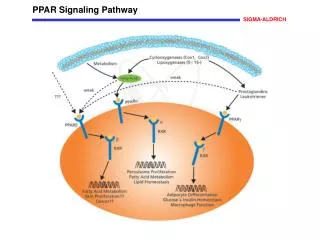PPAR Signaling Pathway