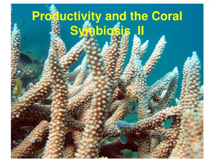 productivity and the coral symbiosis ii