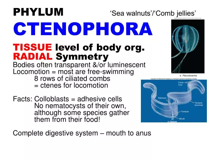 phylum sea walnuts comb jellies ctenophora