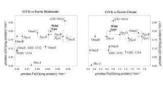 U(VI) vs Ferric Hydroxide