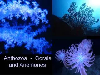 Anthozoa - Corals and Anemones