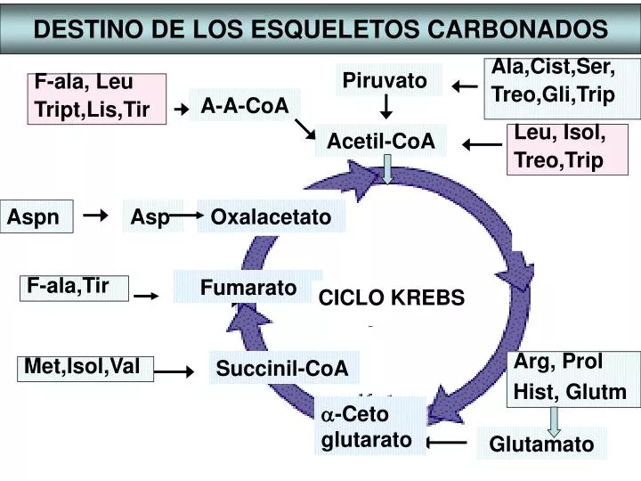 destino de los esqueletos carbonados