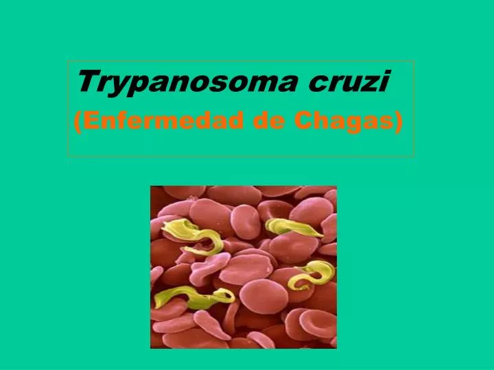trypanosoma cruzi enfermedad de chagas