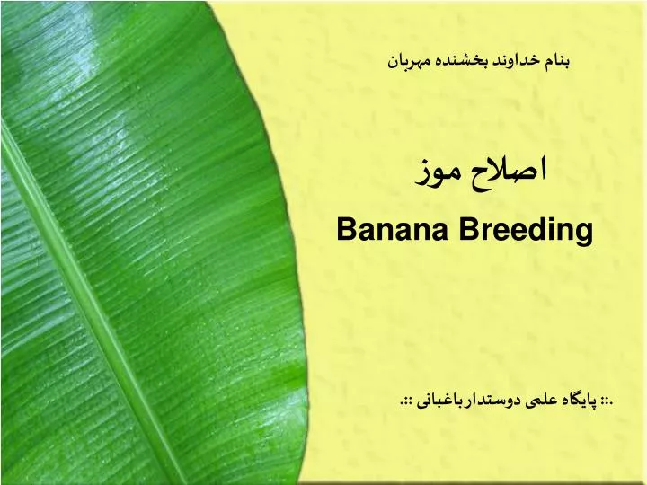 banana breeding