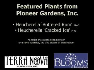 Featured Plants from Pioneer Gardens, Inc.