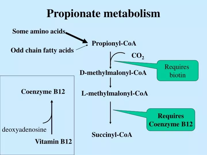 propionate metabolism