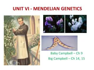 UNIT VI - MENDELIAN GENETICS