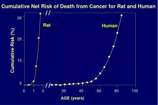 Cumulative Net Risk of Death from Cancer for Rat and Human