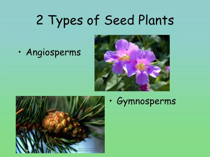 2 types of seed plants